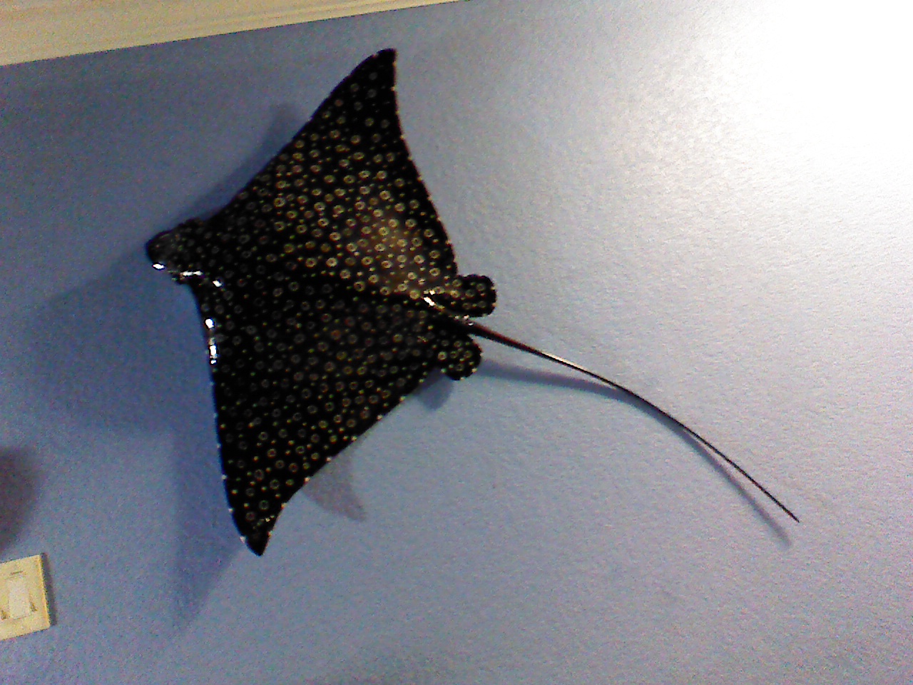 IMG_20141230_060514.jpg image
