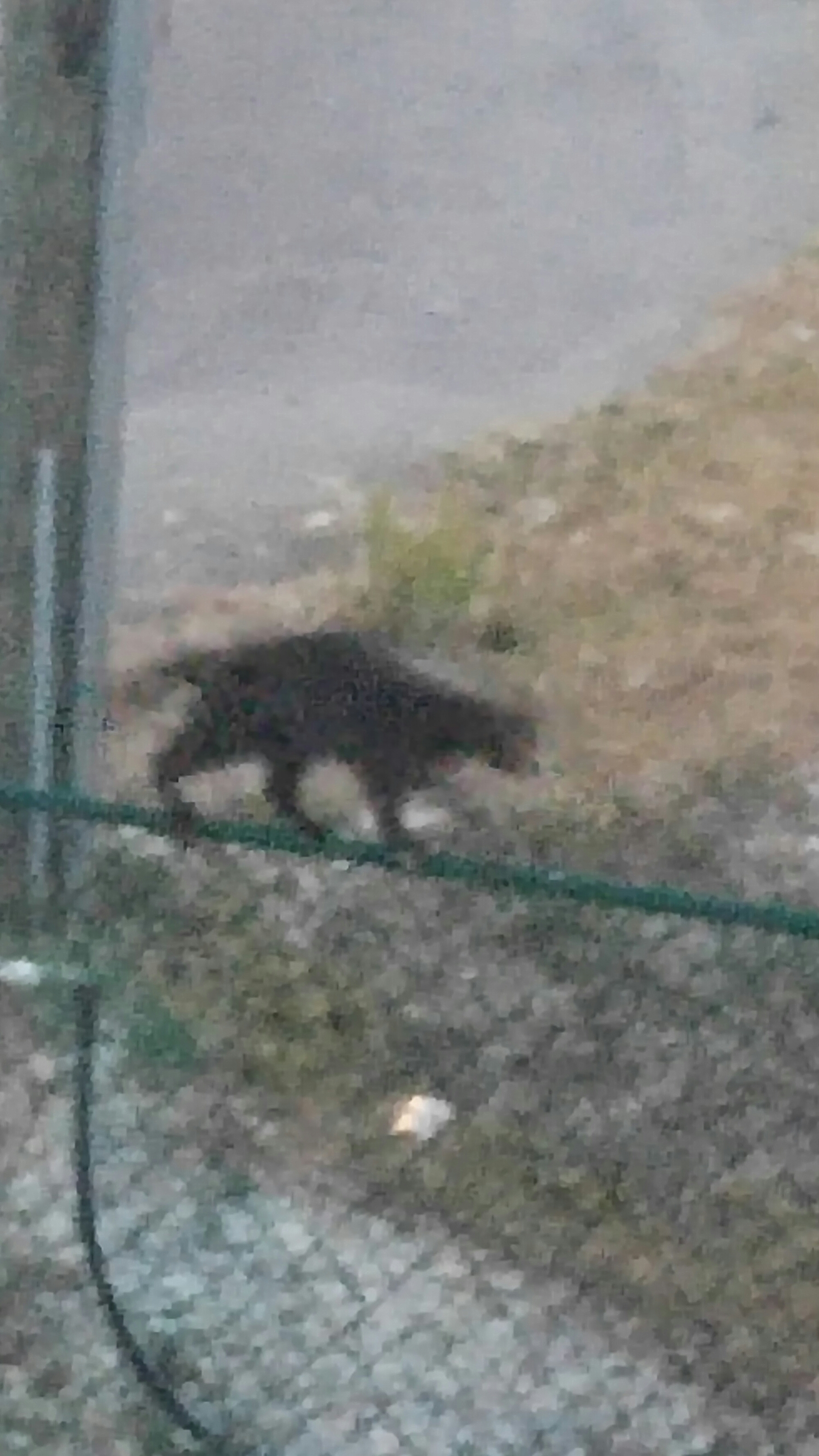 20160421_190307.jpg image