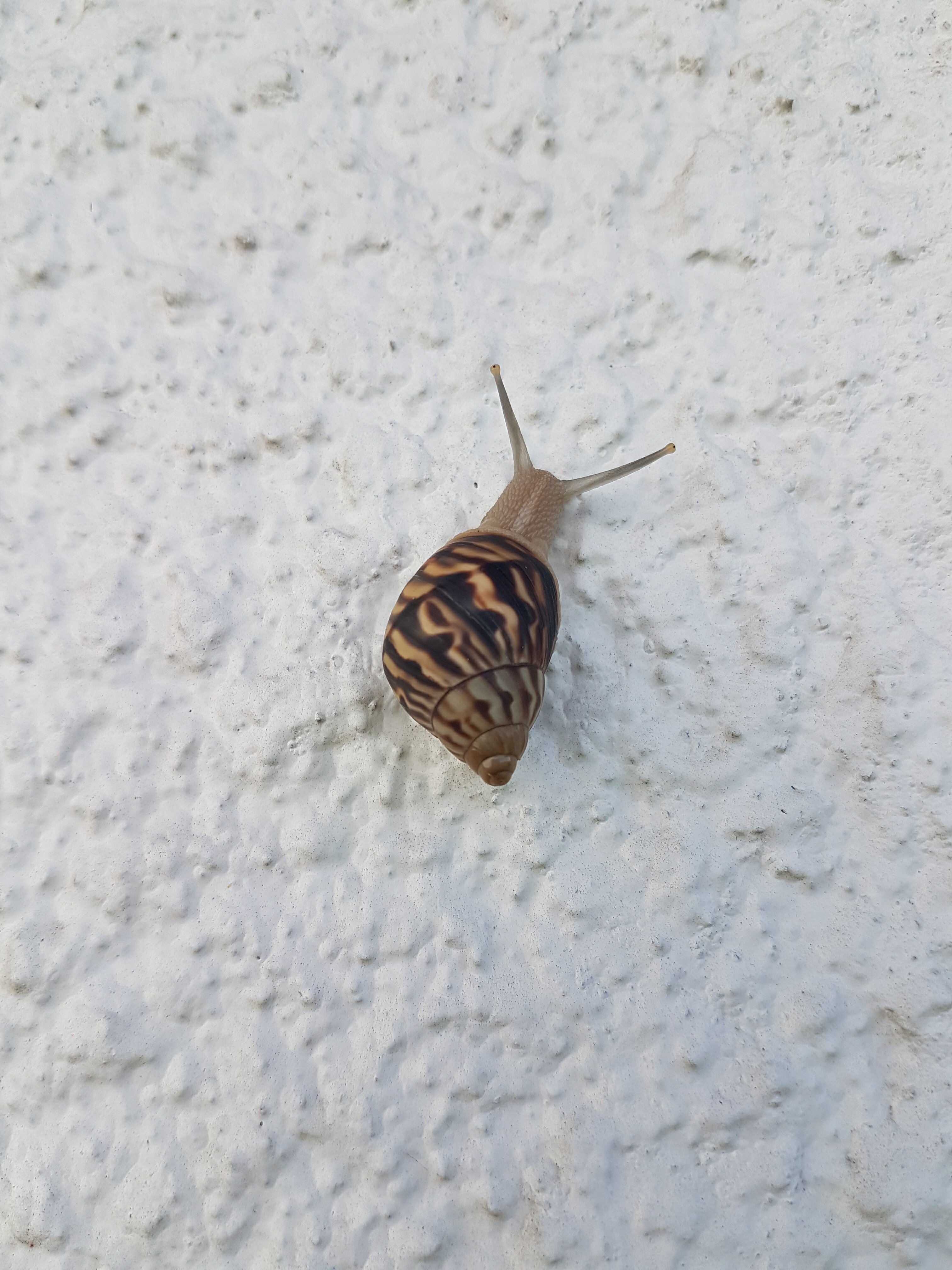 A snail at work