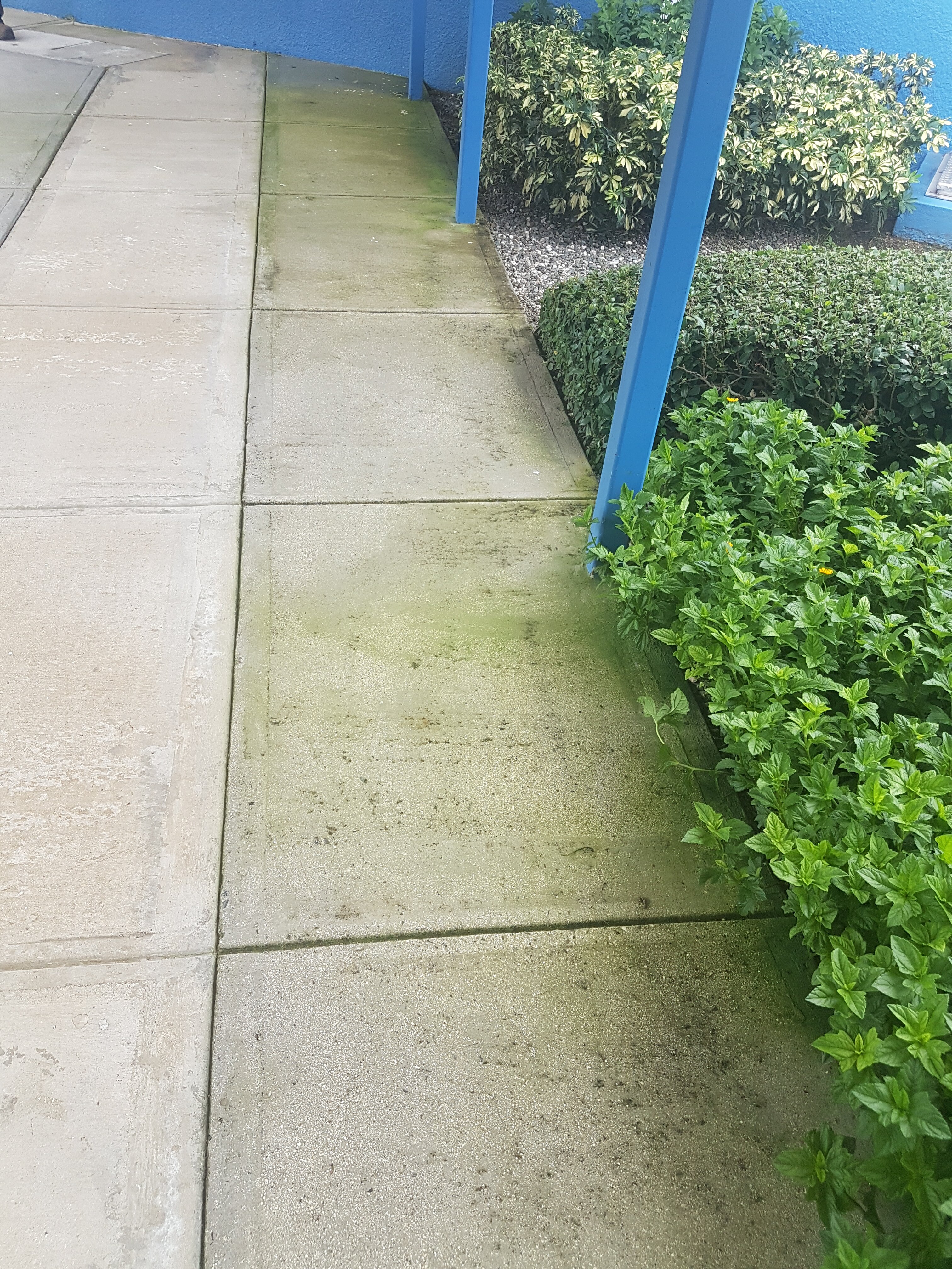 So much rain lately, moss is growing on the sidewalks