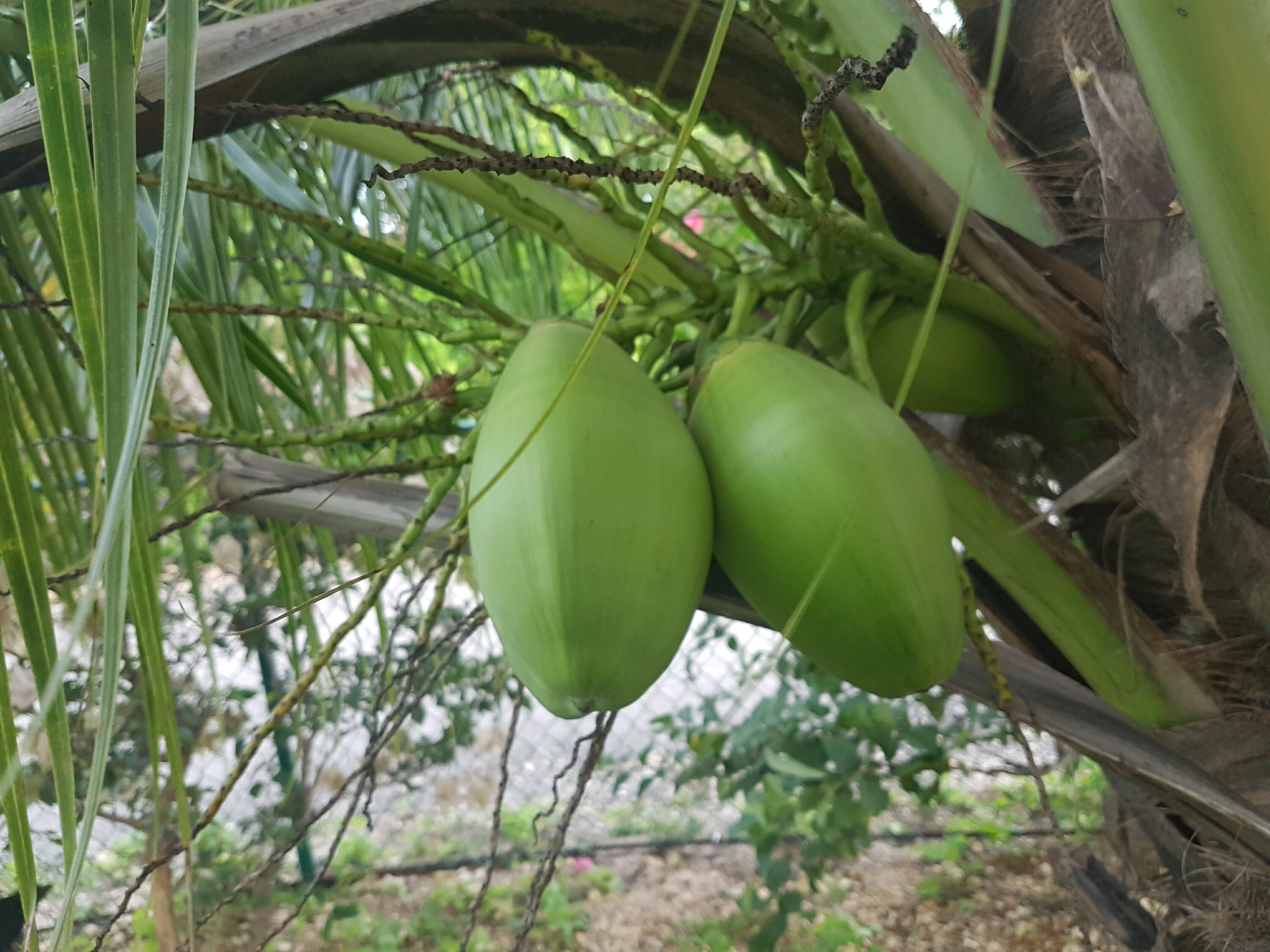 Coconuts on a tree I grew from the seed